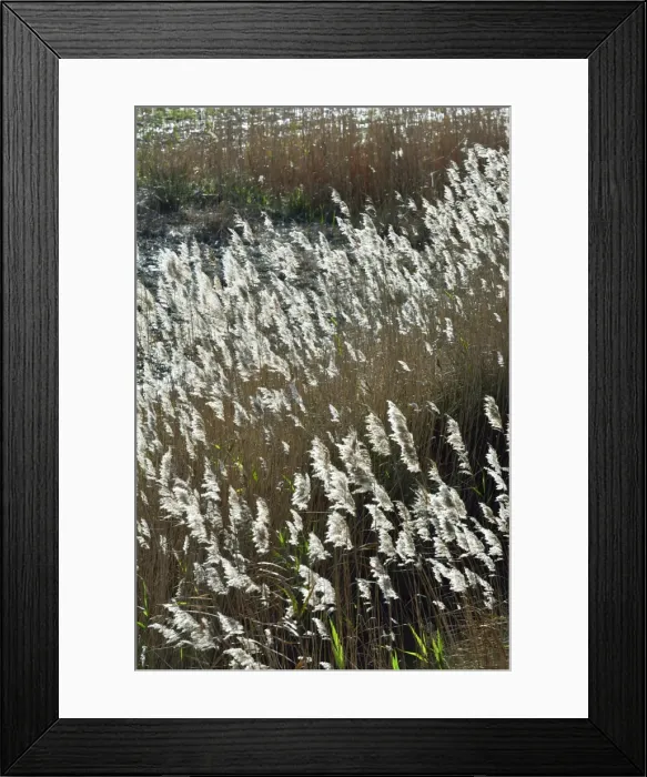 Framed Print : Flora of the marshes of the Sado Estuary Nature Reserve. Portugal Framed Print : Flora of the marshes of the Sado Estuary Nature Reserve. Portugal