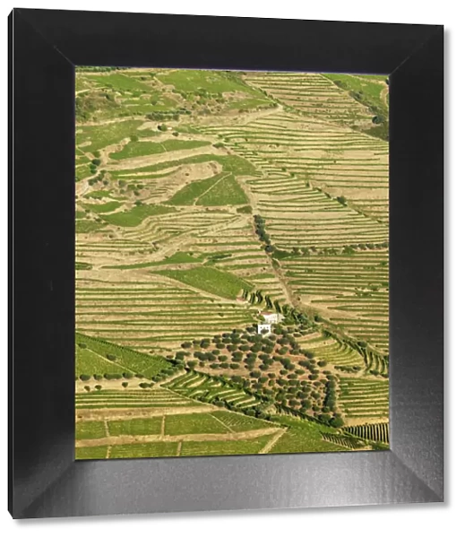 Portugal, Douro, Terraced vineyards and farm
