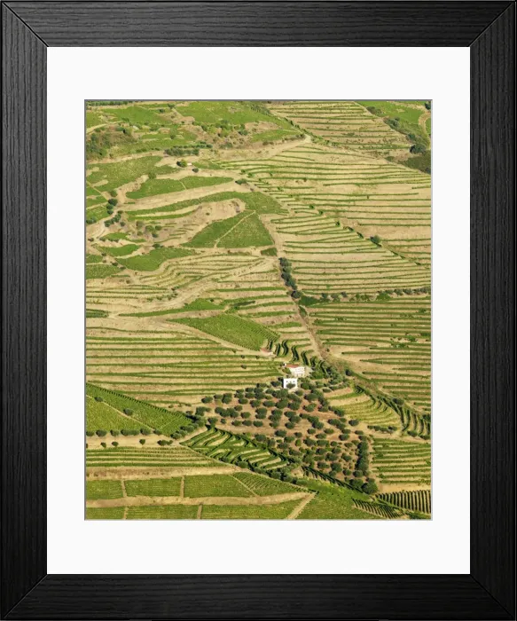 Framed Print : Portugal, Douro, Terraced vineyards and farm Framed Print : Portugal, Douro, Terraced vineyards and farm