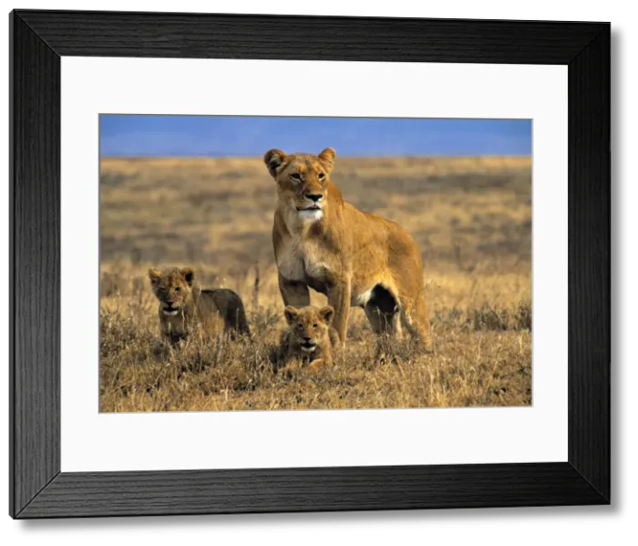 Framed Print : Lioness and cubs, Ngorongoro Crater, Tanzania