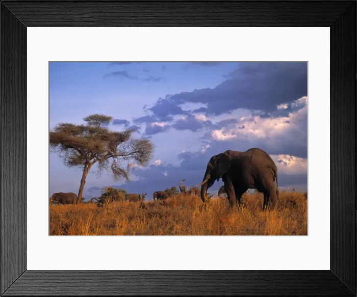 Framed Print : Bull Elephant, Ruaha National Park, SW Tanzania Framed Print : Bull Elephant, Ruaha National Park, SW Tanzania