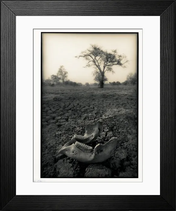 Framed Print : Lower jaw of animal skull on parched mud in Selous game Reserve, Tanzania Framed Print : Lower jaw of animal skull on parched mud in Selous game Reserve, Tanzania