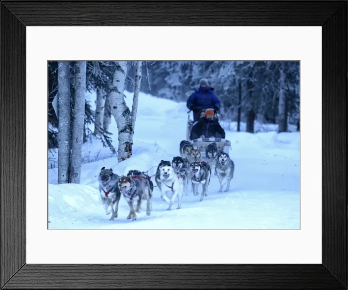 Framed Print : Sled Dog, Chena Hot Springs, Fairbanks, Alaska, USA Framed Print : Sled Dog, Chena Hot Springs, Fairbanks, Alaska, USA