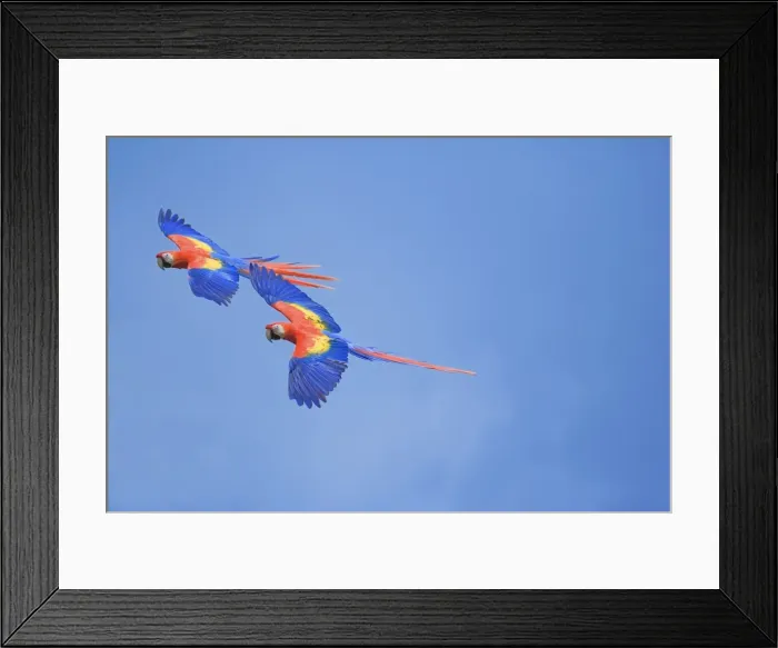 Framed Print : Scarlet Macaws (Ara macao) on flight, Corcovado National Park, Costa Rica Framed Print : Scarlet Macaws (Ara macao) on flight, Corcovado National Park, Costa Rica