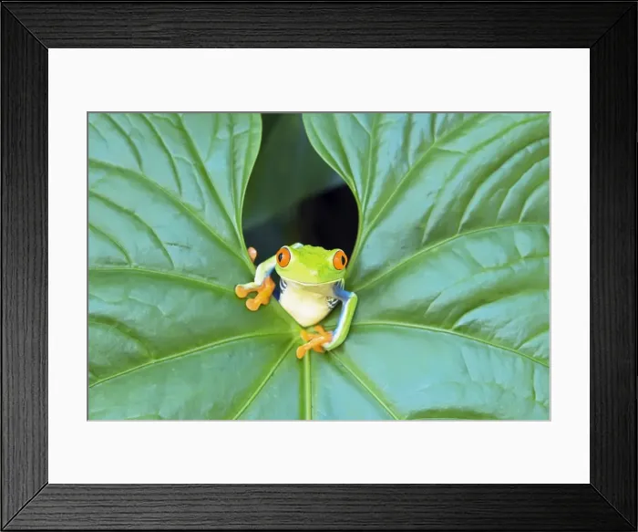 Framed Print : Red-eyed Tree Frog (Agalychins callydrias) emerging from a leaf, Costa Rica Framed Print : Red-eyed Tree Frog (Agalychins callydrias) emerging from a leaf, Costa Rica