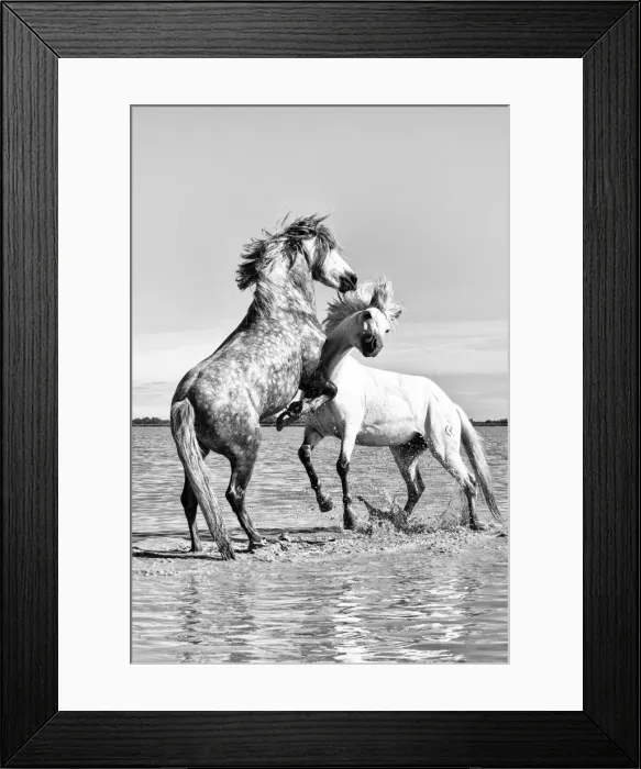 Framed Print : White horses of Camargue fighting in the water, Camargue, France Framed Print : White horses of Camargue fighting in the water, Camargue, France