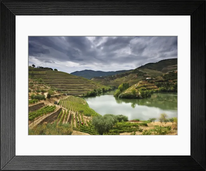 Framed Print : Grapes harvest along the river Tedo, a tributary of the river Douro Framed Print : Grapes harvest along the river Tedo, a tributary of the river Douro