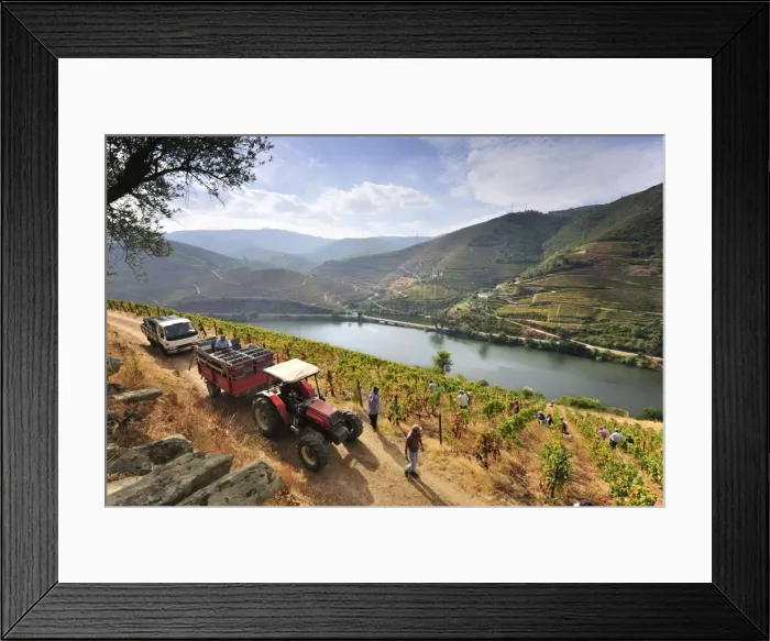Framed Print : Grapes harvest along the Douro river, near Covelinhas. Alto Douro, a Unesco World Heritage Site Framed Print : Grapes harvest along the Douro river, near Covelinhas. Alto Douro, a Unesco World Heritage Site