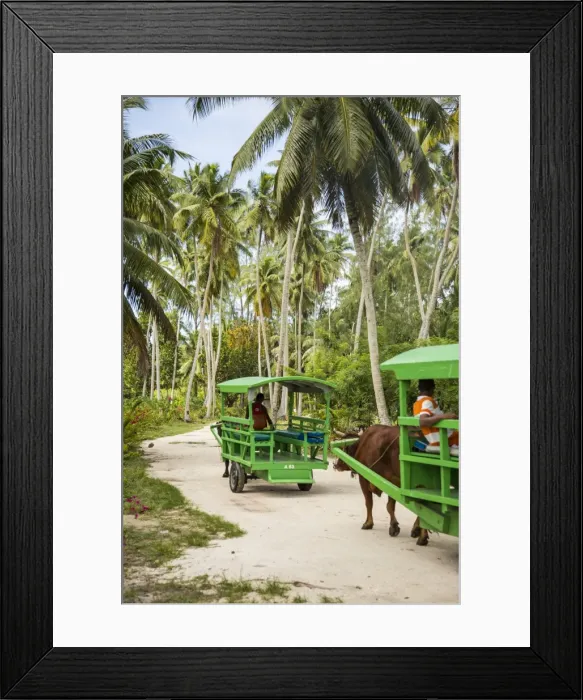 Framed Print : Ox drawn cart taxi, L Union Estate Plantation, La Digue, Seychelles
