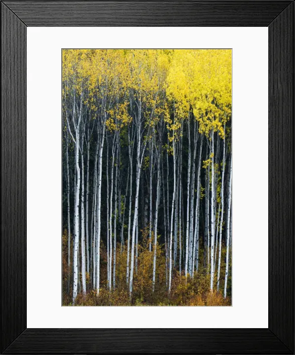 Framed Print : Aspens in Autumn, Wenatchee National Forest, Washington, USA Framed Print : Aspens in Autumn, Wenatchee National Forest, Washington, USA