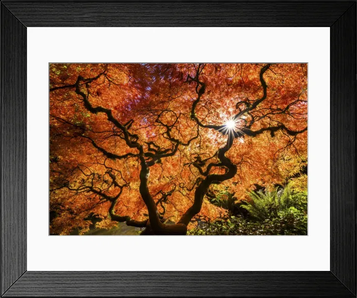 Framed Print : Kubota Japanese Garden in Autumn, Seattle, Washington, USA