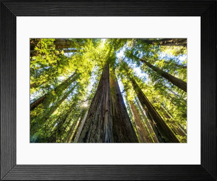Framed Print : Towering Redwood Trees, Jedediah Smith Redwood State Park, California, USA Framed Print : Towering Redwood Trees, Jedediah Smith Redwood State Park, California, USA