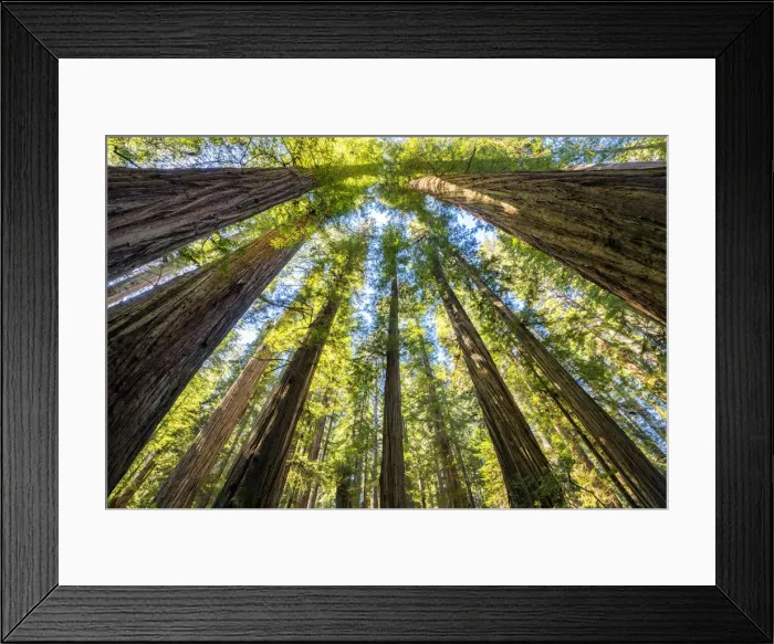 Framed Print : Towering Giant Redwood Trees, Jedediah Smith Redwood State Park, California, USA Framed Print : Towering Giant Redwood Trees, Jedediah Smith Redwood State Park, California, USA