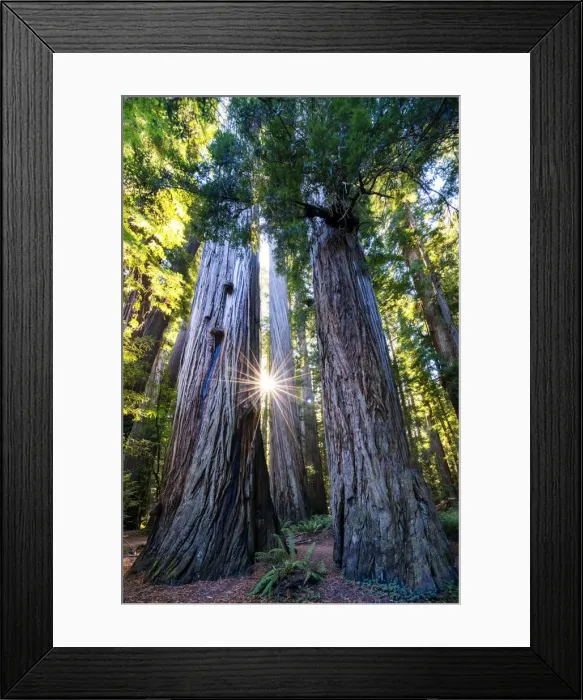 Framed Print : Sunburst Through Redwood Trees, Jedediah Smith Redwood State Park, California, USA Framed Print : Sunburst Through Redwood Trees, Jedediah Smith Redwood State Park, California, USA