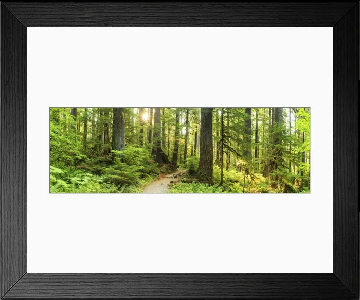 Framed Print : Path Through Forest, Sol Duc, Olympic National Park, Washington, USA Framed Print : Path Through Forest, Sol Duc, Olympic National Park, Washington, USA