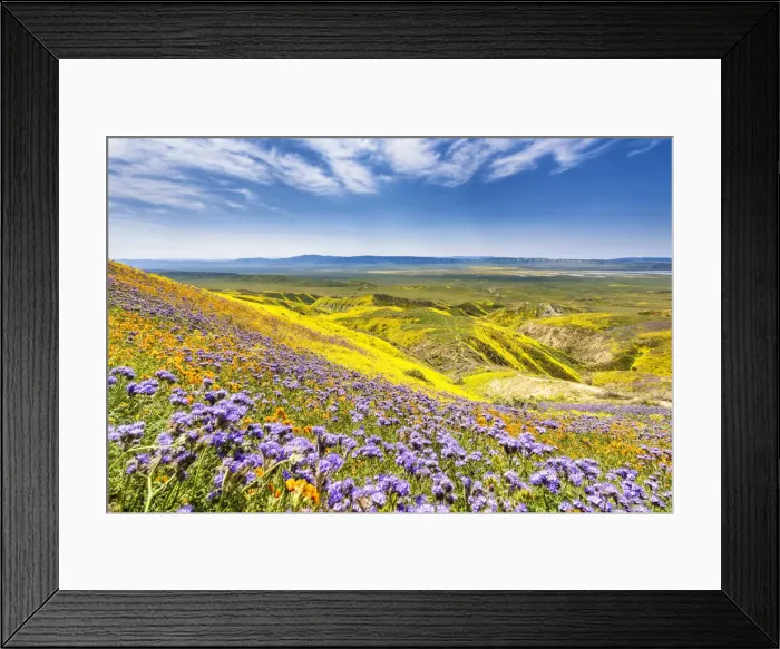 Framed Print : Super Bloom of Wildflwowers, Carrizo Plain National Monument, California, USA Framed Print : Super Bloom of Wildflwowers, Carrizo Plain National Monument, California, USA