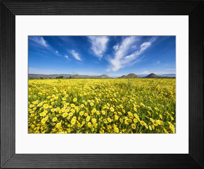 Framed Print : Field of Tidytips Wildflowers, Hemet, California, USA Framed Print : Field of Tidytips Wildflowers, Hemet, California, USA
