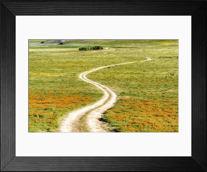 Framed Print : Road through California Poppies, Antelope Valley, California, USA Framed Print : Road through California Poppies, Antelope Valley, California, USA