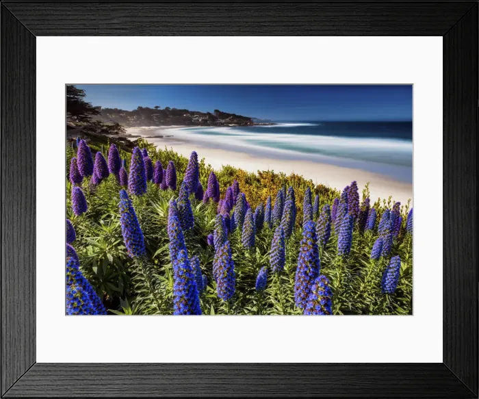 Framed Print : Pride of Madeira Flowers Along Coast, Carmel, California, USA Framed Print : Pride of Madeira Flowers Along Coast, Carmel, California, USA