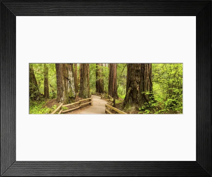 Framed Print : Path Through Giant Redwoods, Muir Woods National Monument, California, USA