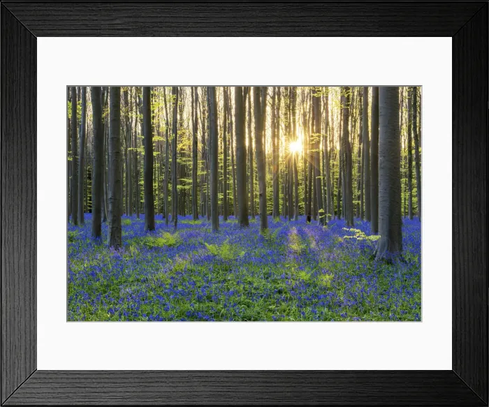 Framed Print : Bluebell Flowers (Hyacinthoides non-scripta) Carpet Hardwood Beech Forest, Hallerbos Forest
