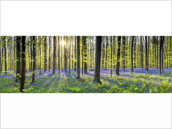 Bluebell Flowers (Hyacinthoides non-scripta) Carpet Hardwood Beech Forest, Hallerbos Forest