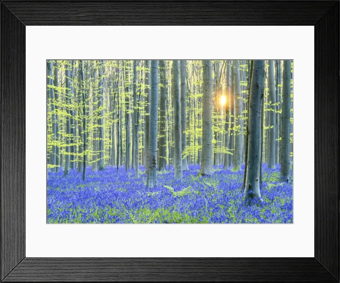 Framed Print : Bluebell Flowers (Hyacinthoides non-scripta) Carpet Hardwood Beech Forest, Hallerbos Forest Framed Print : Bluebell Flowers (Hyacinthoides non-scripta) Carpet Hardwood Beech Forest, Hallerbos Forest