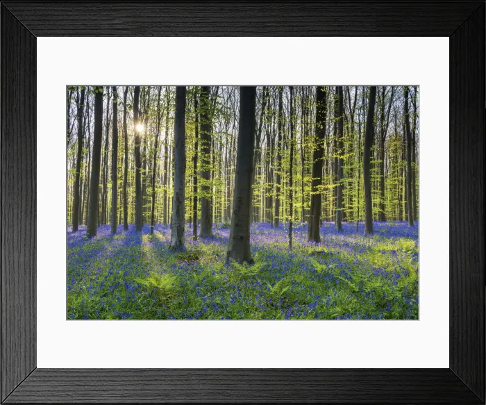 Framed Print : Bluebell Flowers (Hyacinthoides non-scripta) Carpet Hardwood Beech Forest, Hallerbos Forest Framed Print : Bluebell Flowers (Hyacinthoides non-scripta) Carpet Hardwood Beech Forest, Hallerbos Forest