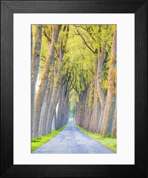 Framed Print : Tree-lined Road, Damme, Belgium Framed Print : Tree-lined Road, Damme, Belgium
