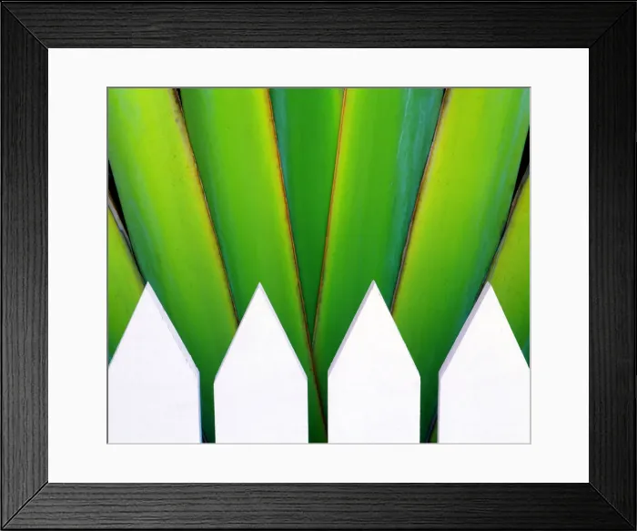 Framed Print : Picket Fence & Palm, Key West, Florida, USA Framed Print : Picket Fence & Palm, Key West, Florida, USA