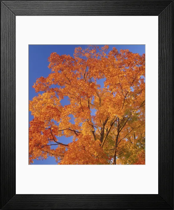Framed Print : Autumn Tree, Vermont, USA Framed Print : Autumn Tree, Vermont, USA