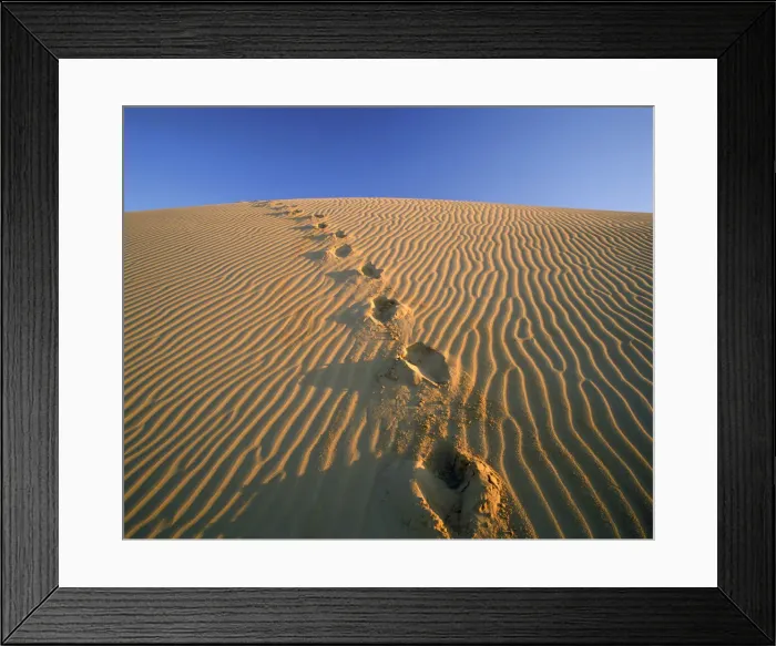 Framed Print : Footprints in Sand Dune, Algondones Dunes Wilderness, California, USA