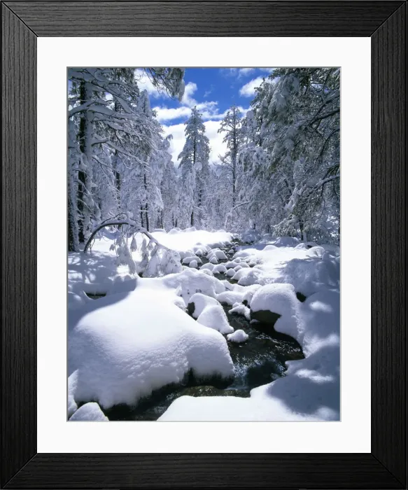 Framed Print : Snow-Covered Pine Trees & Stream, Flagstaff, Arizona, USA Framed Print : Snow-Covered Pine Trees & Stream, Flagstaff, Arizona, USA