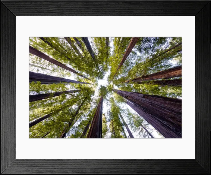 Framed Print : Giant Redwoods, Humboldt State Park, California, USA