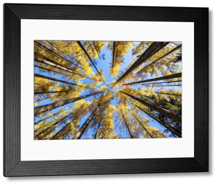 Framed Print : Towering Larch Trees in Autumn, Julian Alps, Slovenia, Europe
