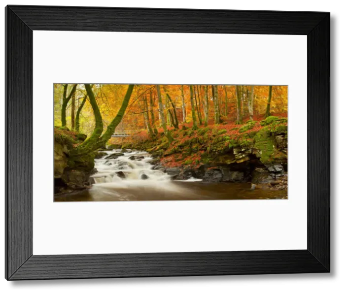 Framed Print : The Birks of Aberfeldy in Autumn, Aberfeldy, Tayside Region, Scotland