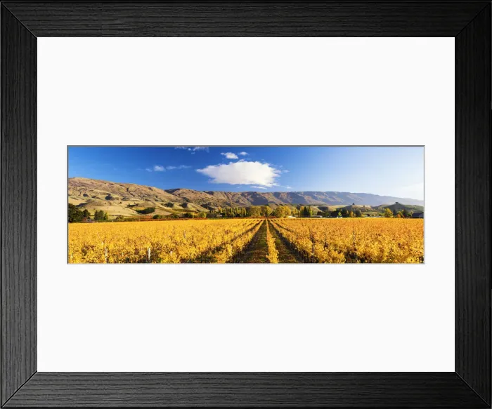 Framed Print : Vineyards in Autumn, Cromwell, New Zealand Framed Print : Vineyards in Autumn, Cromwell, New Zealand
