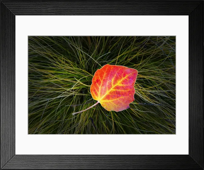 Framed Print : Poplar Leaf in Autumn, New Zealand Framed Print : Poplar Leaf in Autumn, New Zealand