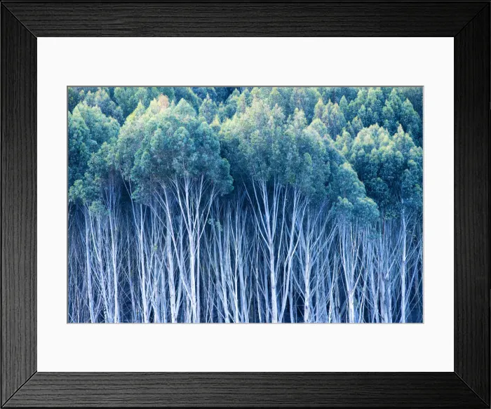 Framed Print : Gum Trees, New Zealand