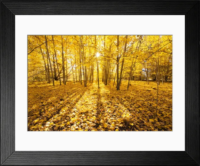 Framed Print : Silver Birch Trees in Autumn, New Zealand Framed Print : Silver Birch Trees in Autumn, New Zealand