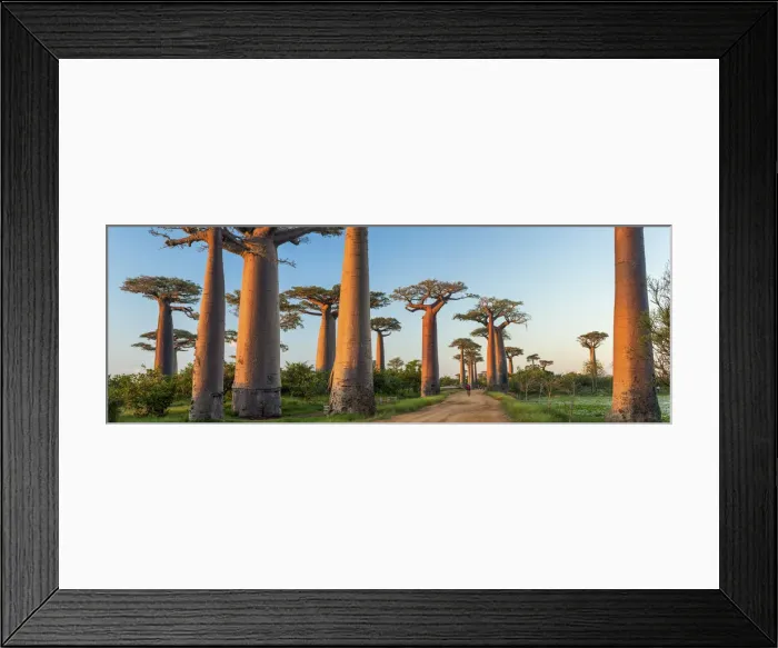 Framed Print : Avenue of the Baobabs (UNESCO World Heritage site), Madagascar Framed Print : Avenue of the Baobabs (UNESCO World Heritage site), Madagascar