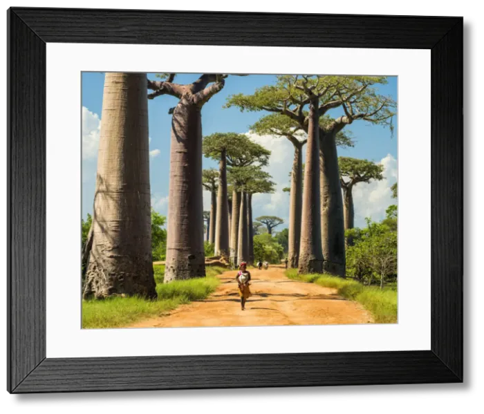 Framed Print : Avenue of the Baobabs (UNESCO World Heritage site), Madagascar Framed Print : Avenue of the Baobabs (UNESCO World Heritage site), Madagascar