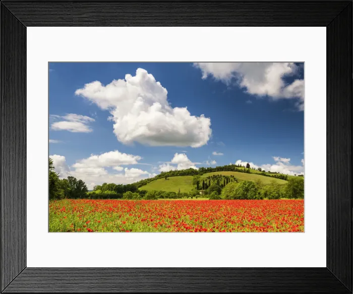 Framed Print : Field of Poppies, near San Giovanni d Asso, Tuscany, Italy Framed Print : Field of Poppies, near San Giovanni d Asso, Tuscany, Italy