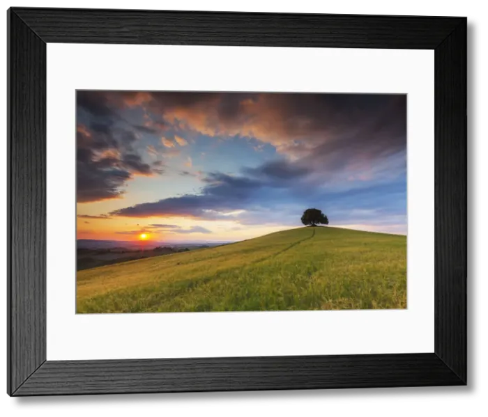 Framed Print : Oak Tree at Sunset, Tuscany, Italy Framed Print : Oak Tree at Sunset, Tuscany, Italy