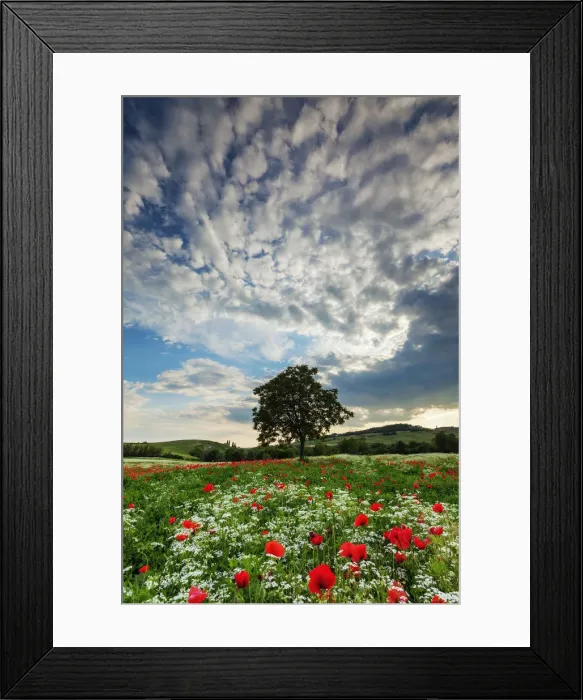 Framed Print : Single Tree in Wildflower Meadow, Tuscany, Italy Framed Print : Single Tree in Wildflower Meadow, Tuscany, Italy