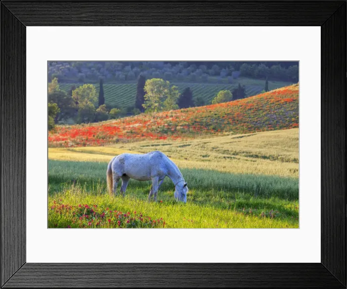 Framed Print : Grazing White Horse, Tuscany, Italy Framed Print : Grazing White Horse, Tuscany, Italy