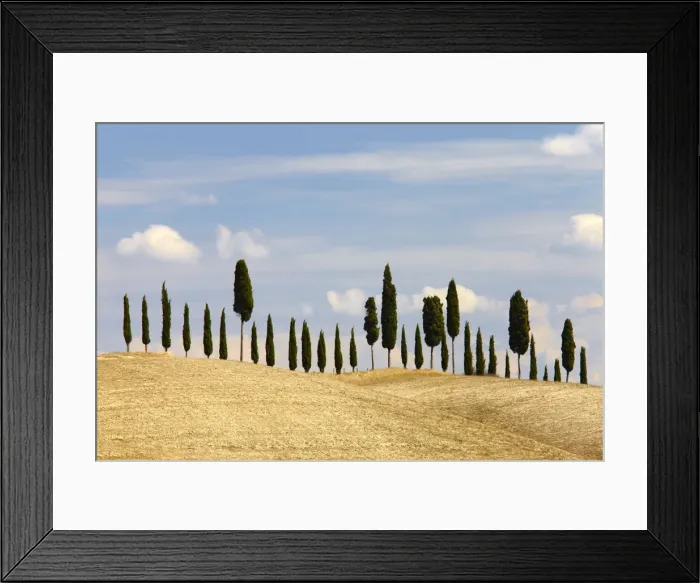 Framed Print : Line of Cypress Trees, Tuscany, Italy Framed Print : Line of Cypress Trees, Tuscany, Italy