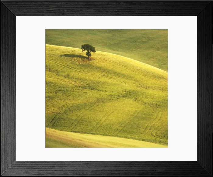 Framed Print : Lone Tree in Landscape, near Pienza, Tuscany, Italy Framed Print : Lone Tree in Landscape, near Pienza, Tuscany, Italy