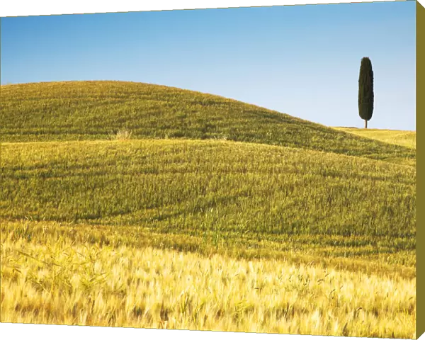 Lone Cypress Tree in Field of Barley, Pienza, Tuscany, Italy