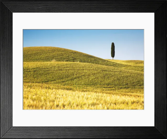 Framed Print : Lone Cypress Tree in Field of Barley, Pienza, Tuscany, Italy Framed Print : Lone Cypress Tree in Field of Barley, Pienza, Tuscany, Italy